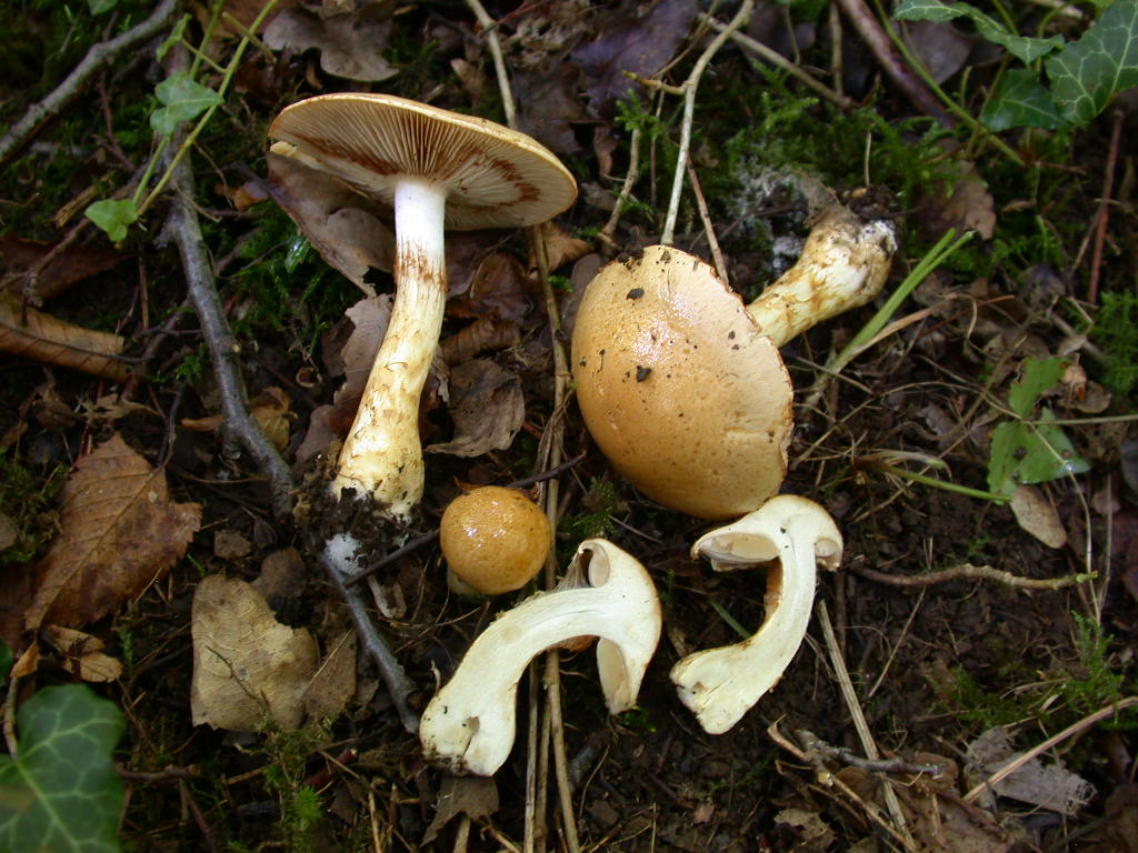 Portamento da id. ...